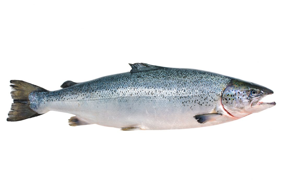 22215664 - salmo salar. atlantic salmon on the white background - wp