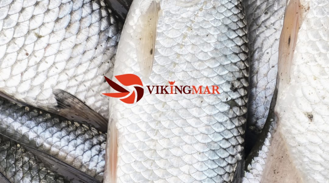 Vikingmar, our Scandinavian prawn