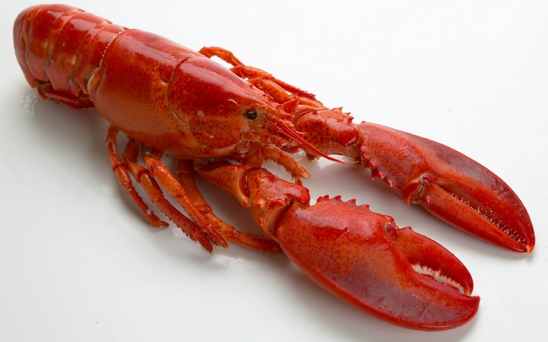 BOGAVANTE CANADIENSE COCIDO