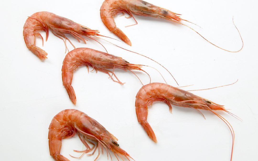 GAMBA BLANCA