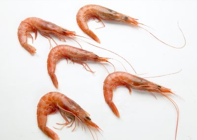 Deep-Water Rose Shrimp