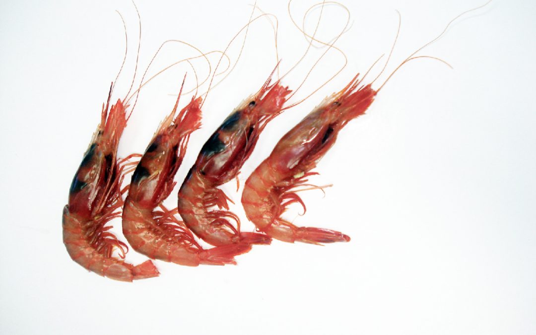 GAMBA ROJA HUELVA