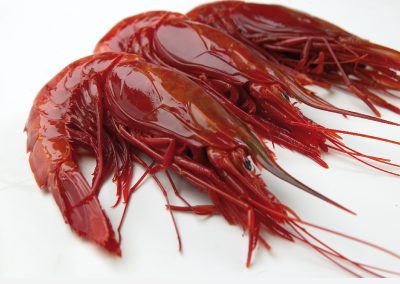 Argentine Red Shrimp