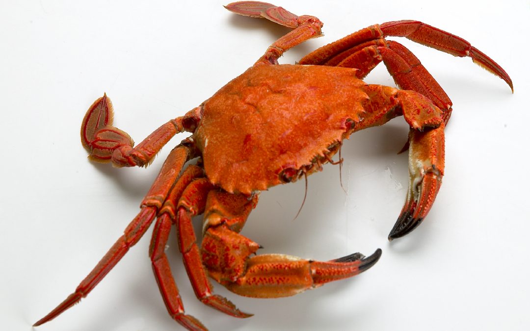 NÉCORA COCIDA