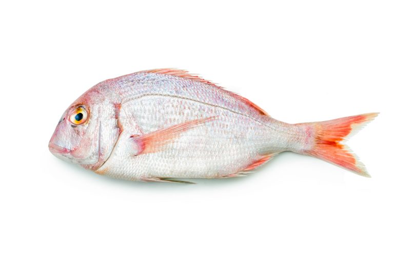 26036916 pink sea bream isolated on white background