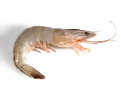 LANGOSTINO VANNAMEI