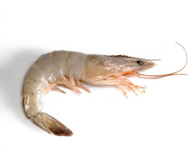 Whiteleg Shrimp
