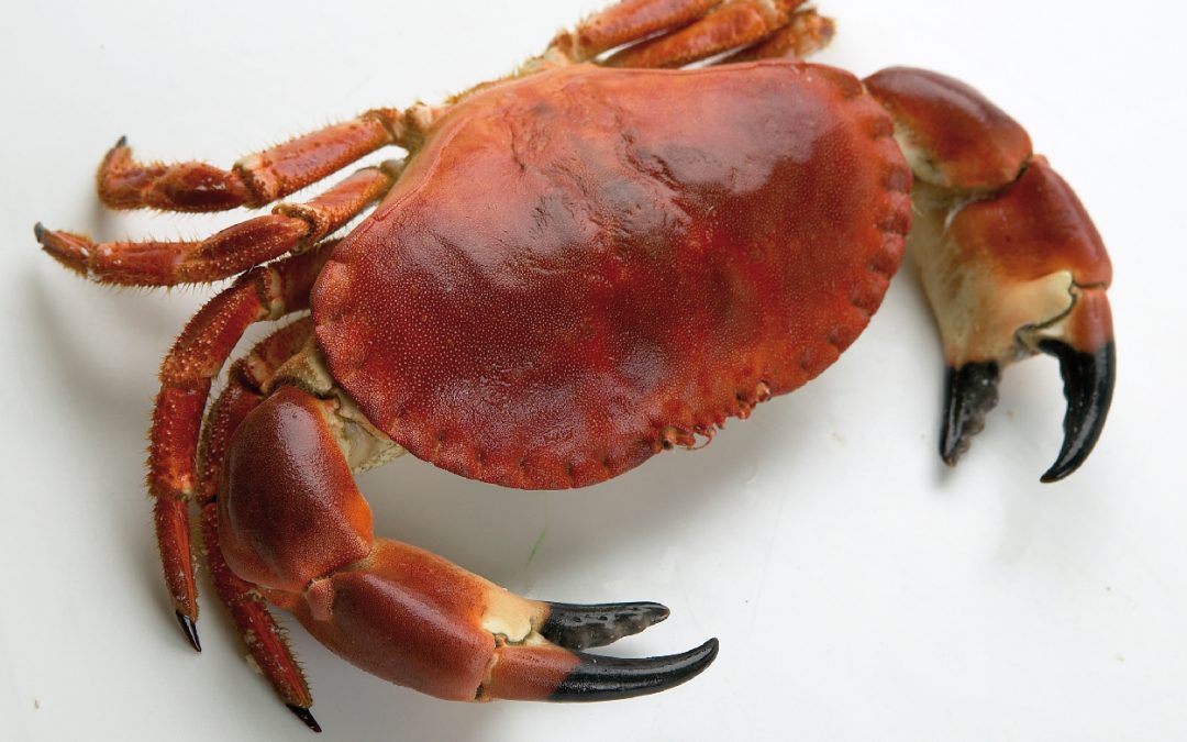 BUEY DE MAR COCIDO