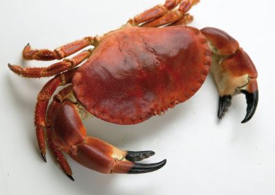 COOKED BROWN CRAB