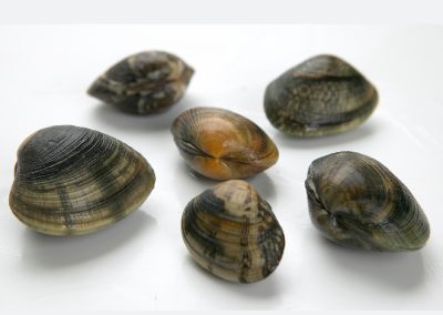 JAPANESE CLAM