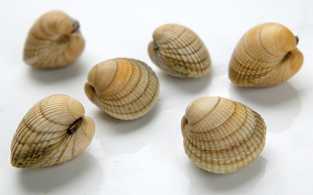 Common Cockle