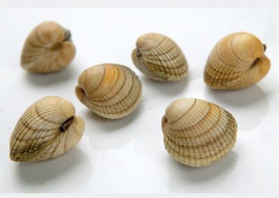 Common Cockle