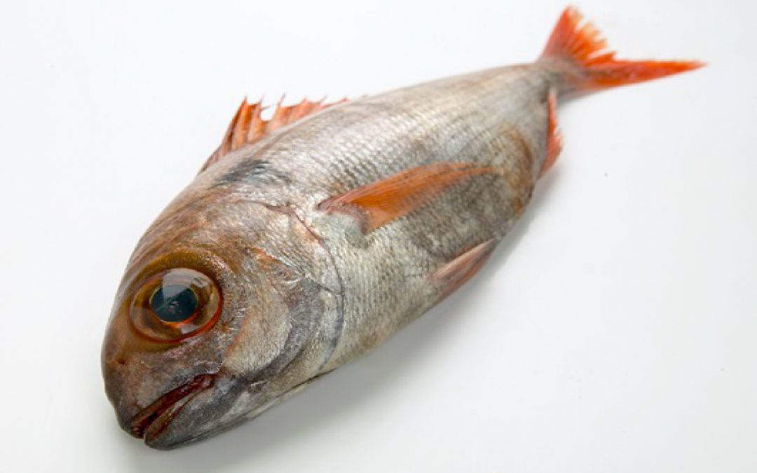 Blackspot Seabream