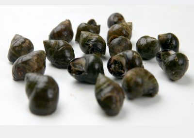 BLACK WHELK