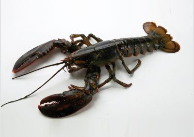 CANADIAN LOBSTER
