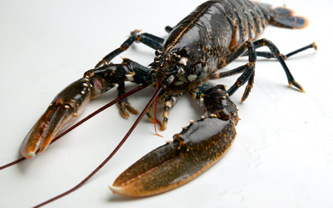 BOGAVANTE EUROPEO
