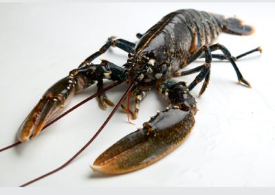 EUROPEAN LOBSTER