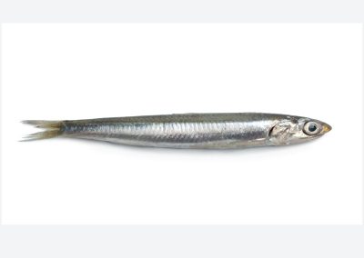 European Anchovy