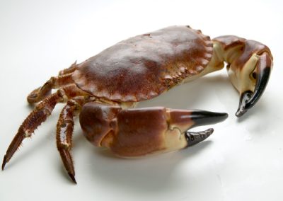 BROWN CRAB