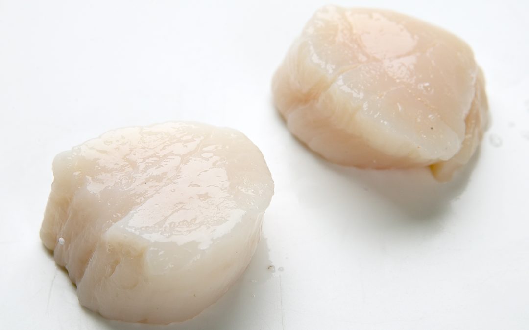 SCALLOP MEAT
