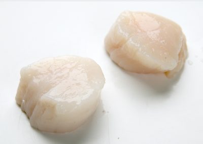 SCALLOP MEAT