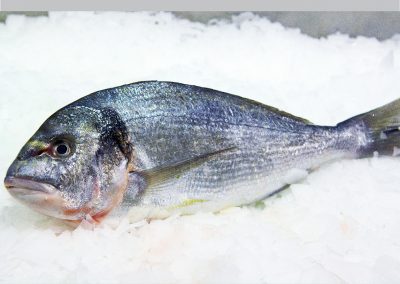 GILTHEAD BREAM