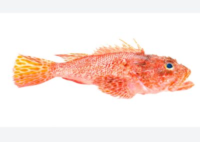 Red Scorpionfish