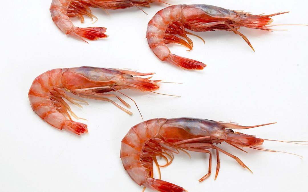 GAMBA ROJA COSTA