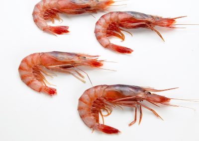 GAMBA VERMELLA DE COSTA