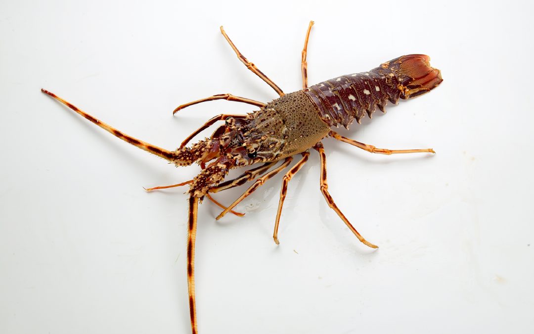 LANGOSTA ROJA