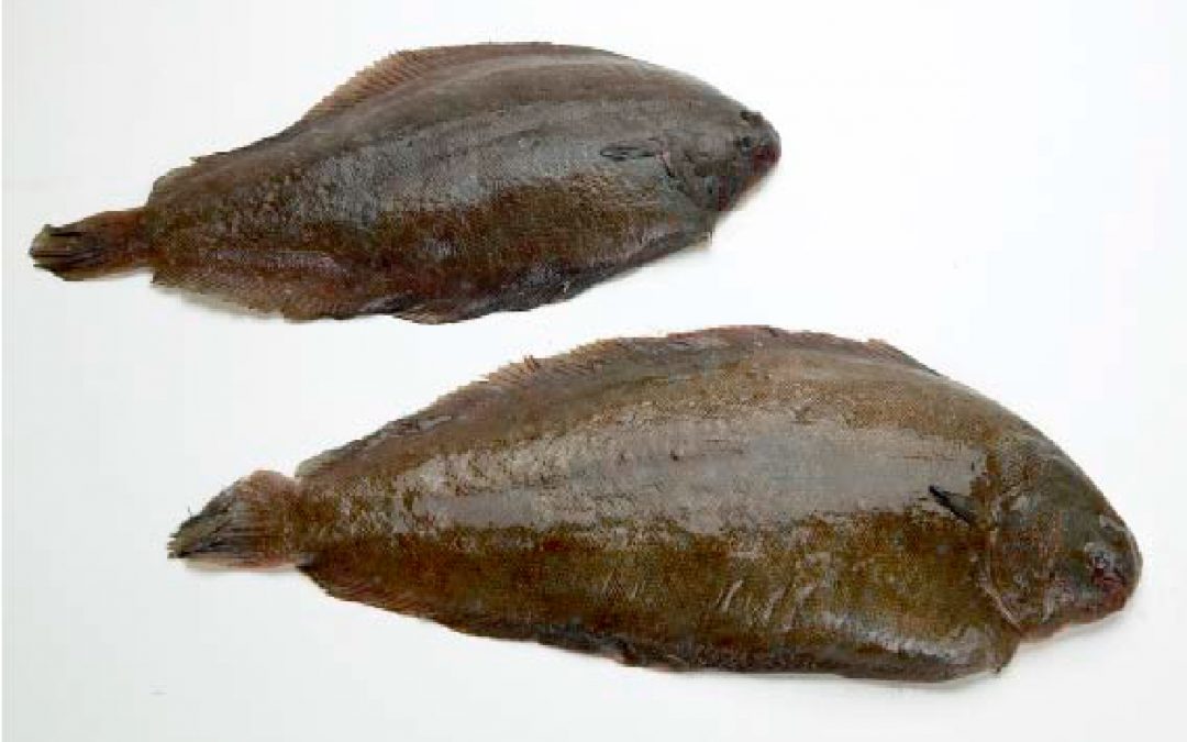 LENGUADO
