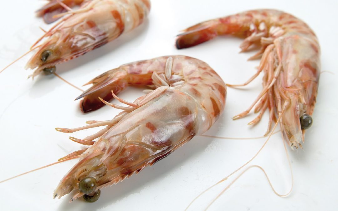 LANGOSTINO TIGRE