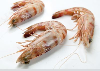 TIGER PRAWN