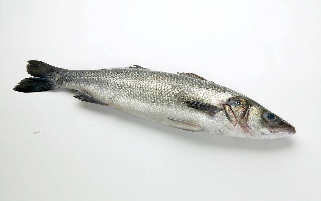 LUBINA