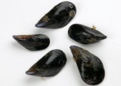 Mediterranean Mussel