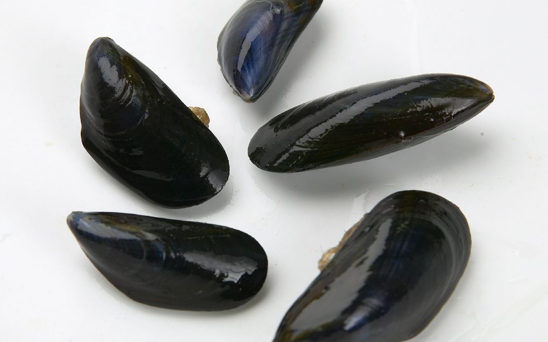 Blue Mussel