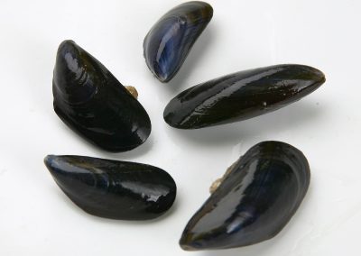 Blue Mussel