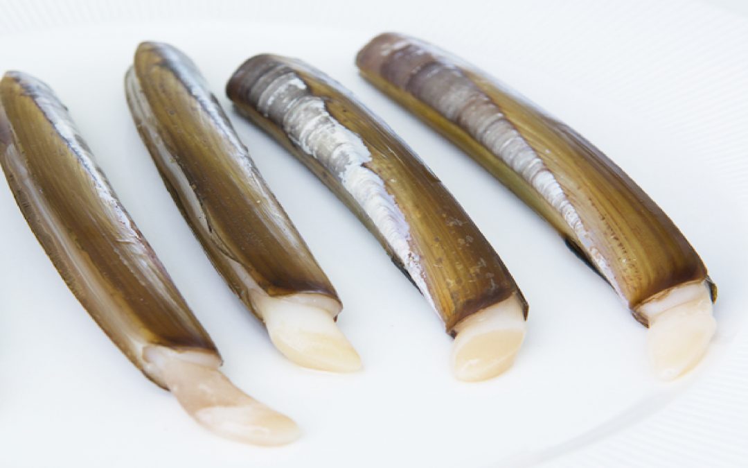 NAVAJA GALLEGA