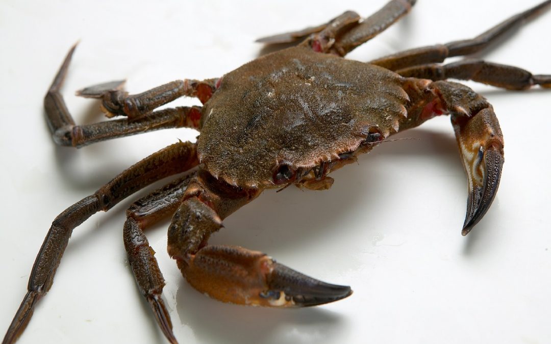 NÉCORA