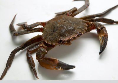 VELVET CRAB