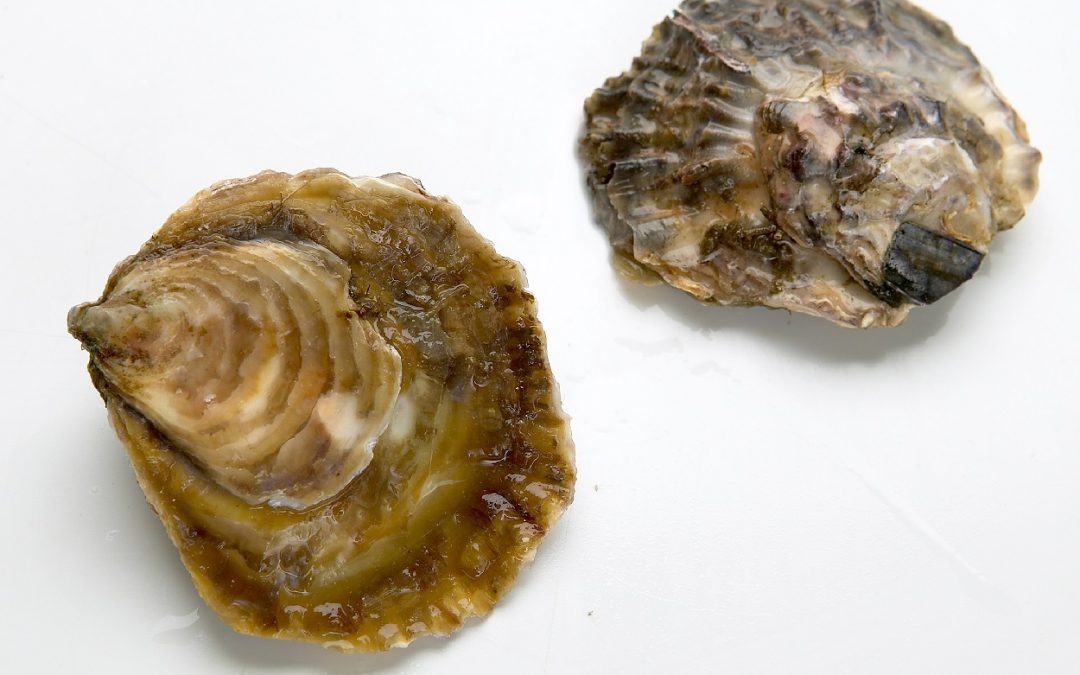 OSTRA PLANA
