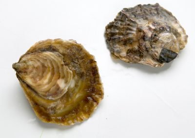 FLAT OYSTER