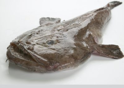 MONKFISH