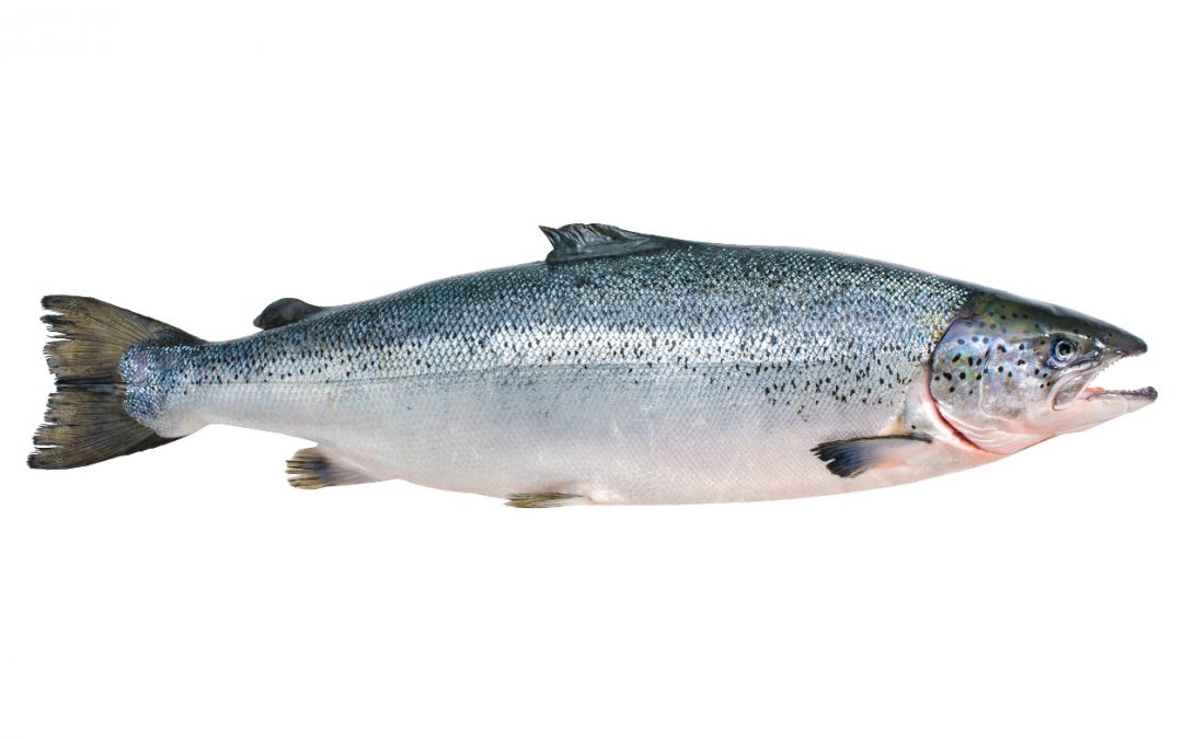 SALMÓN