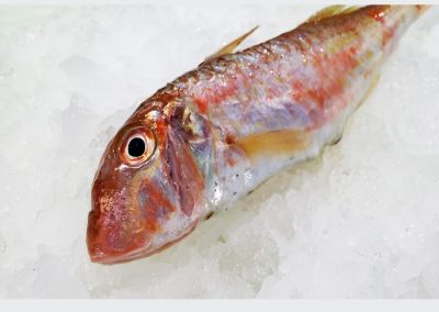 STRIPED RED MULLET