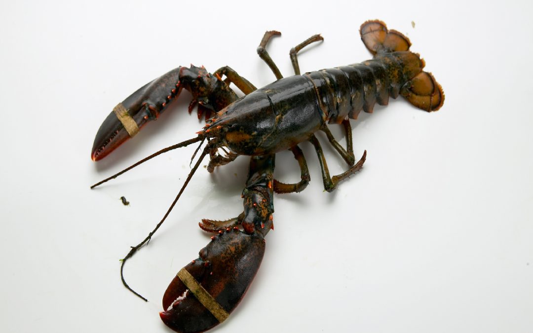 AMERICAN LOBSTER