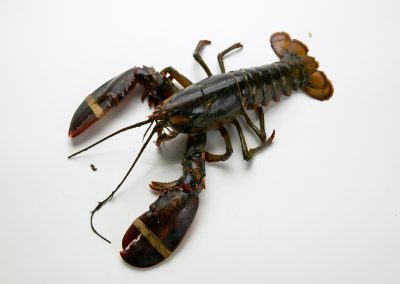 AMERICAN LOBSTER