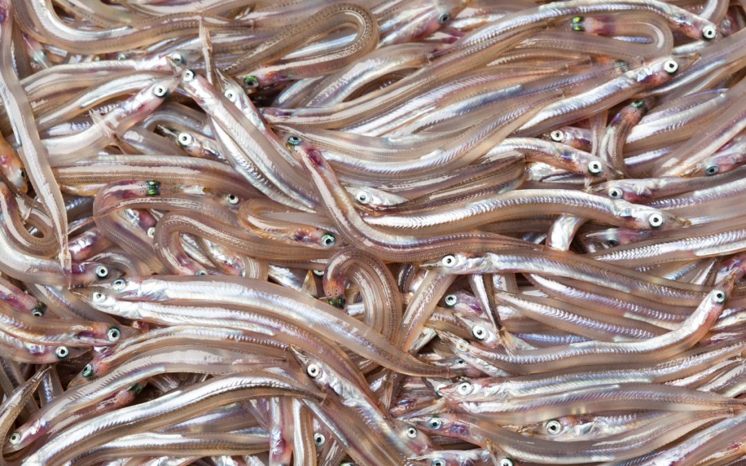 Mediterranean Sand Eel