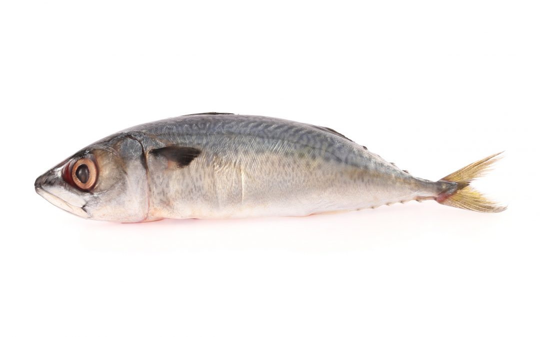 Atlantic Horse Mackerel