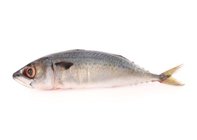 Atlantic Horse Mackerel